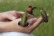 2011-08-Hummingbirds  8.jpg.jpg